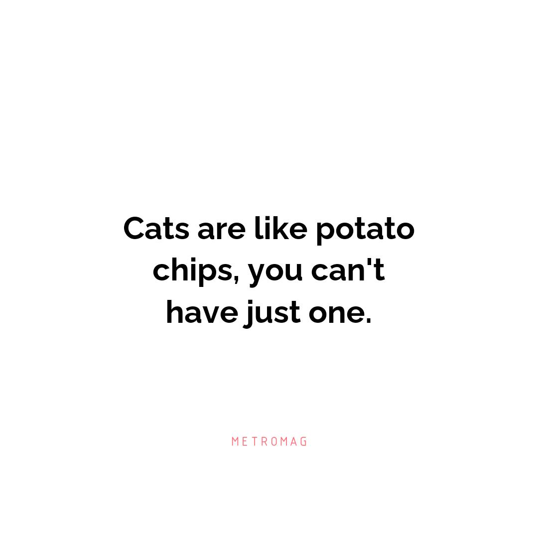 Cats are like potato chips, you can't have just one.