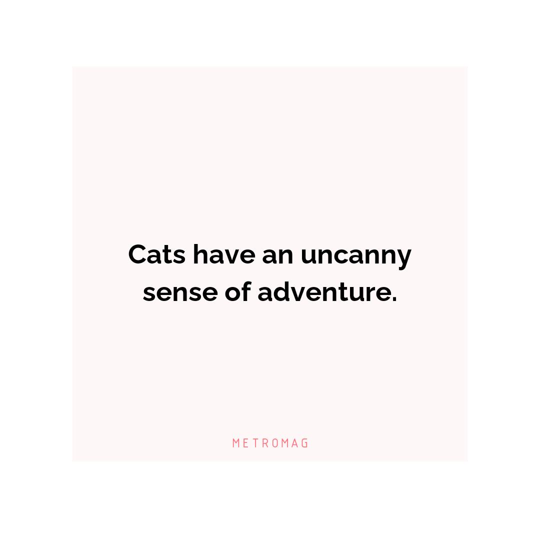 Cats have an uncanny sense of adventure.