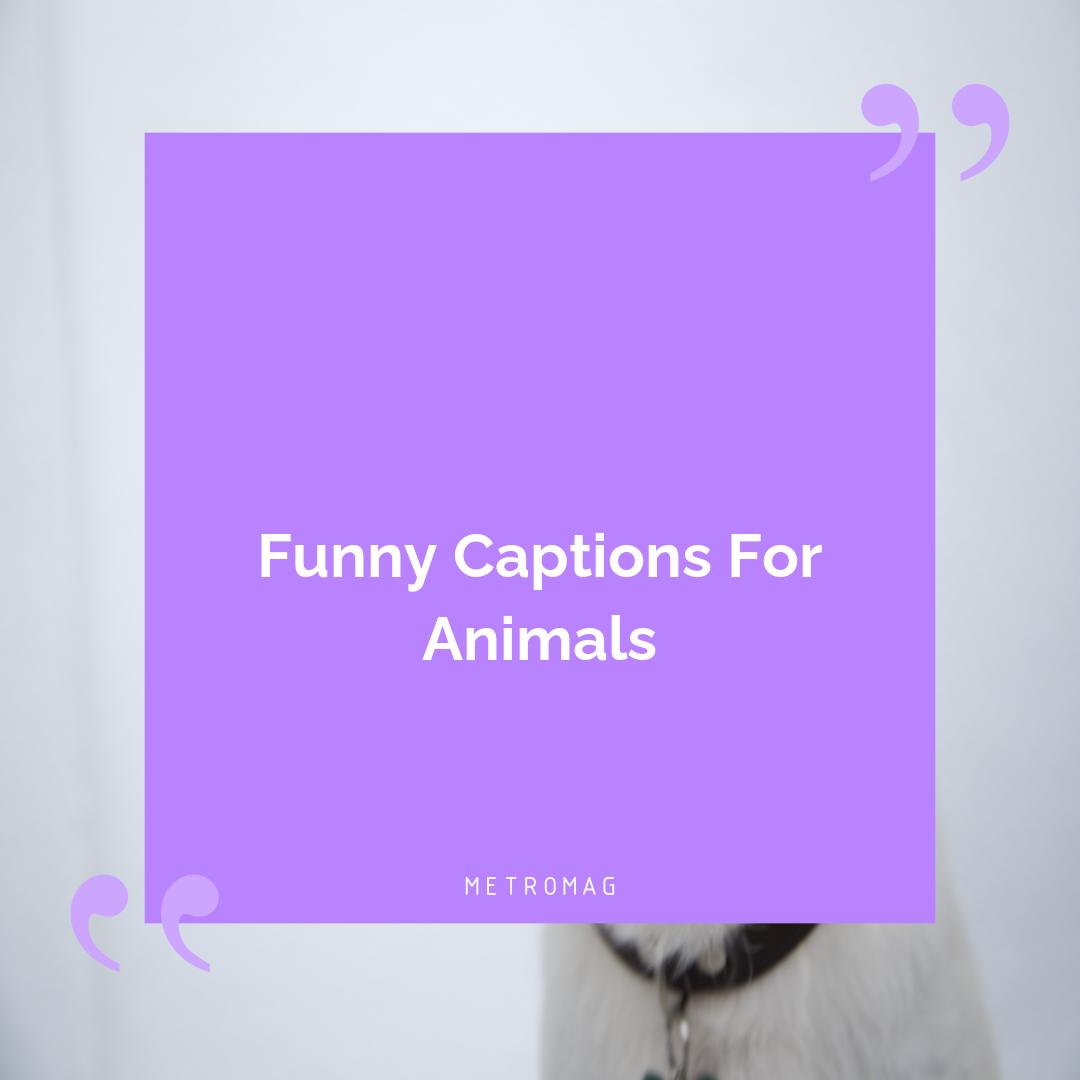 Funny Captions For Animals
