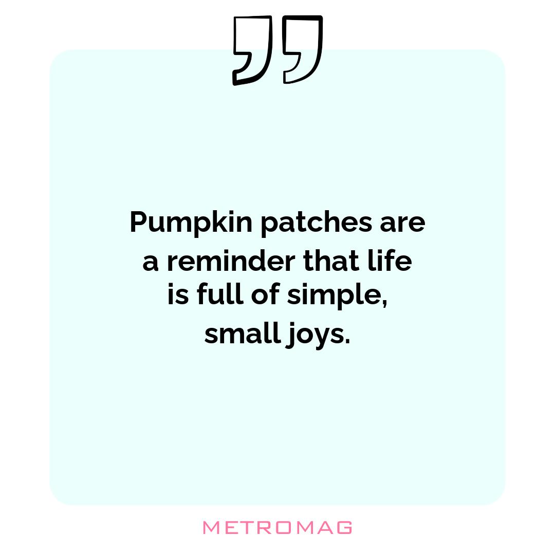 Pumpkin patches are a reminder that life is full of simple, small joys.