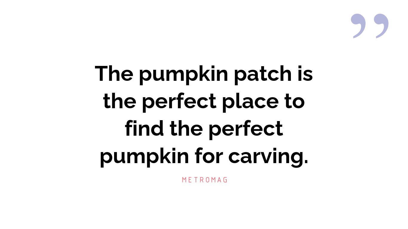 The pumpkin patch is the perfect place to find the perfect pumpkin for carving.