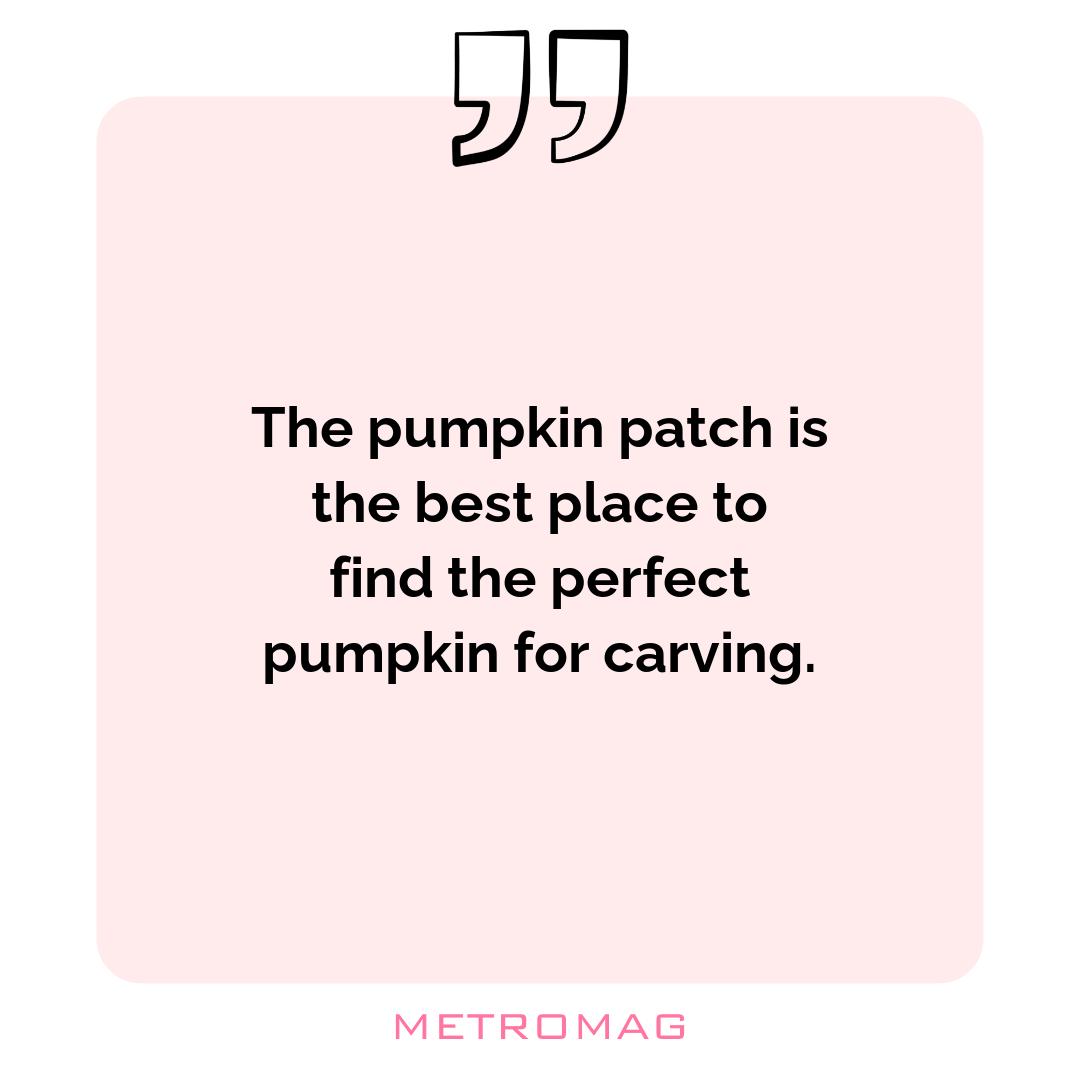 The pumpkin patch is the best place to find the perfect pumpkin for carving.