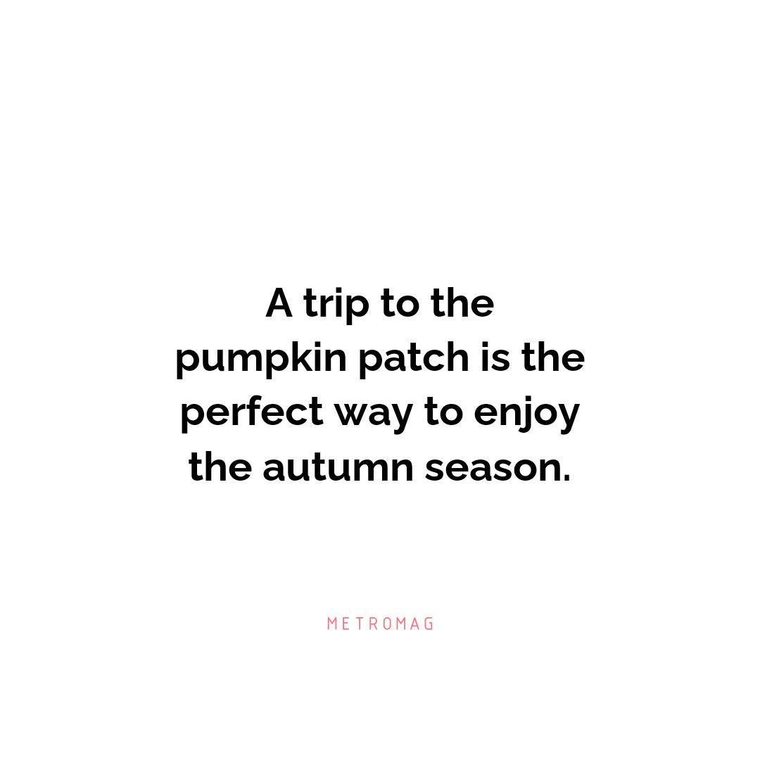 A trip to the pumpkin patch is the perfect way to enjoy the autumn season.