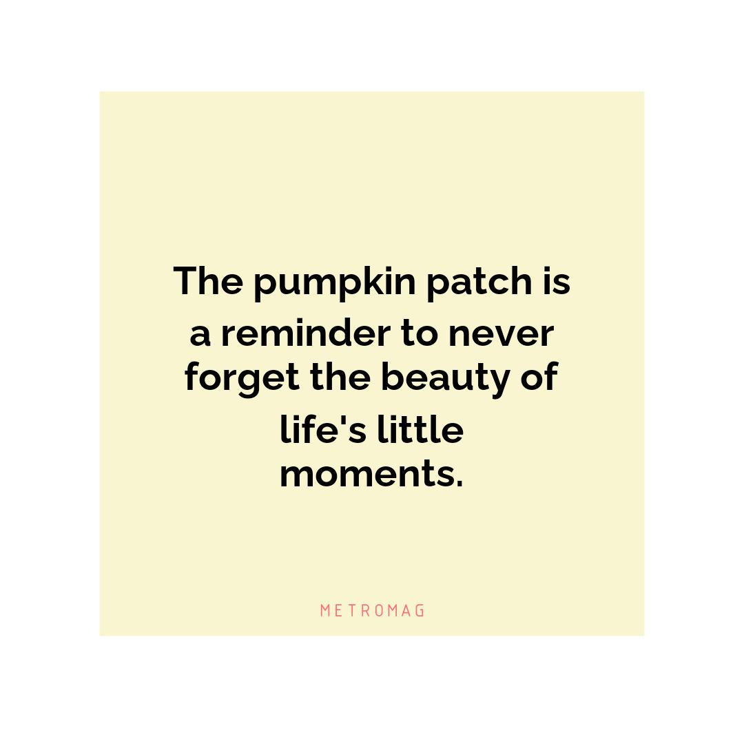The pumpkin patch is a reminder to never forget the beauty of life's little moments.