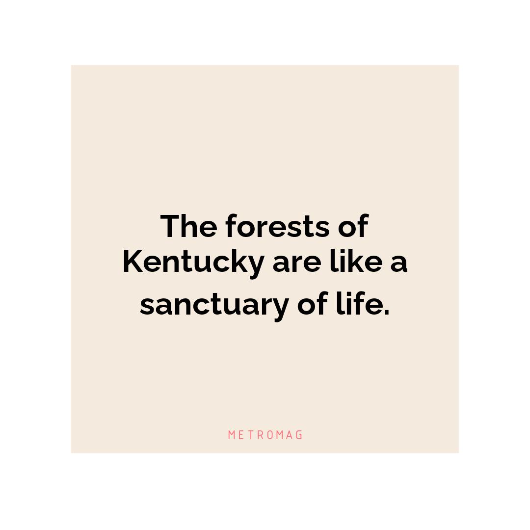 The forests of Kentucky are like a sanctuary of life.