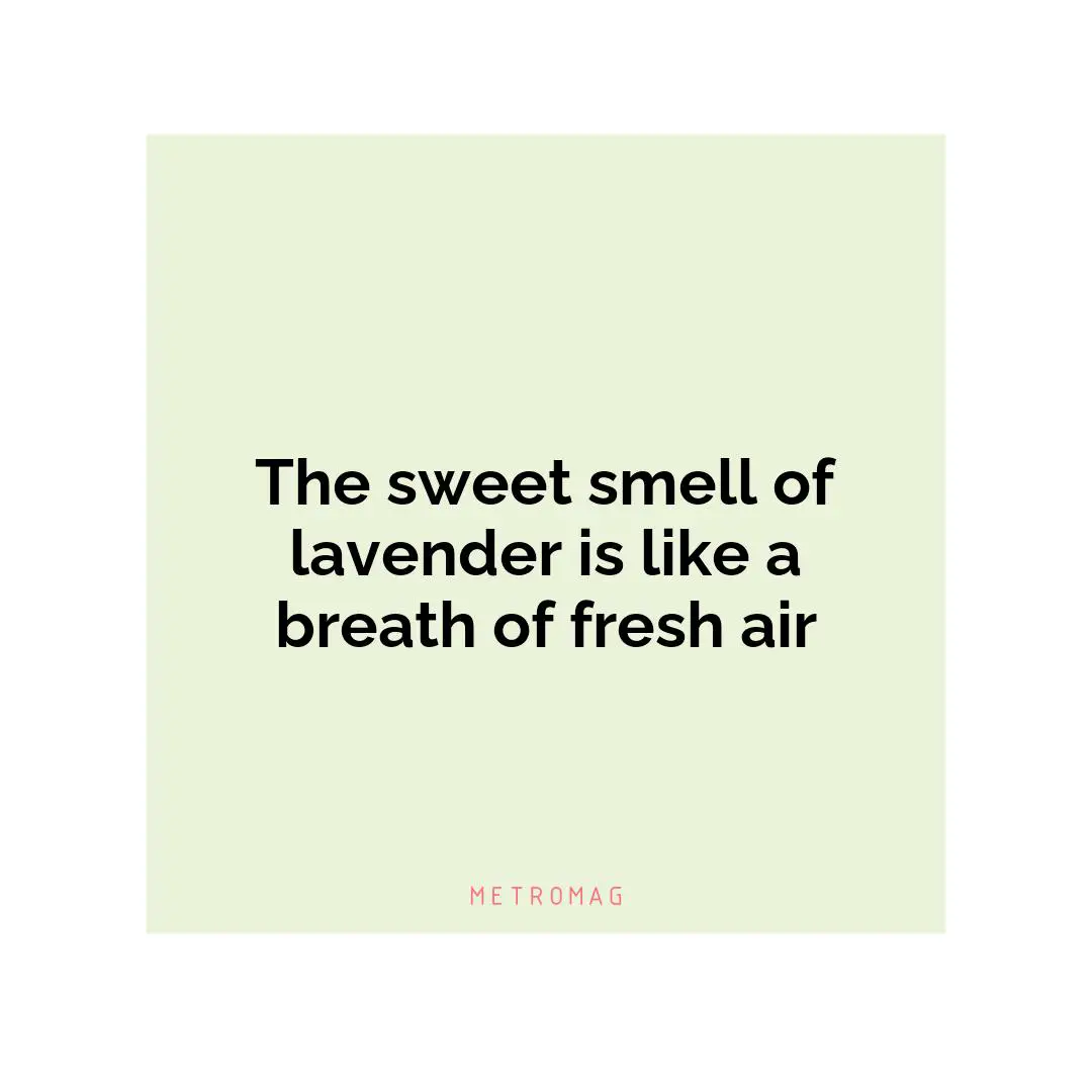 The sweet smell of lavender is like a breath of fresh air