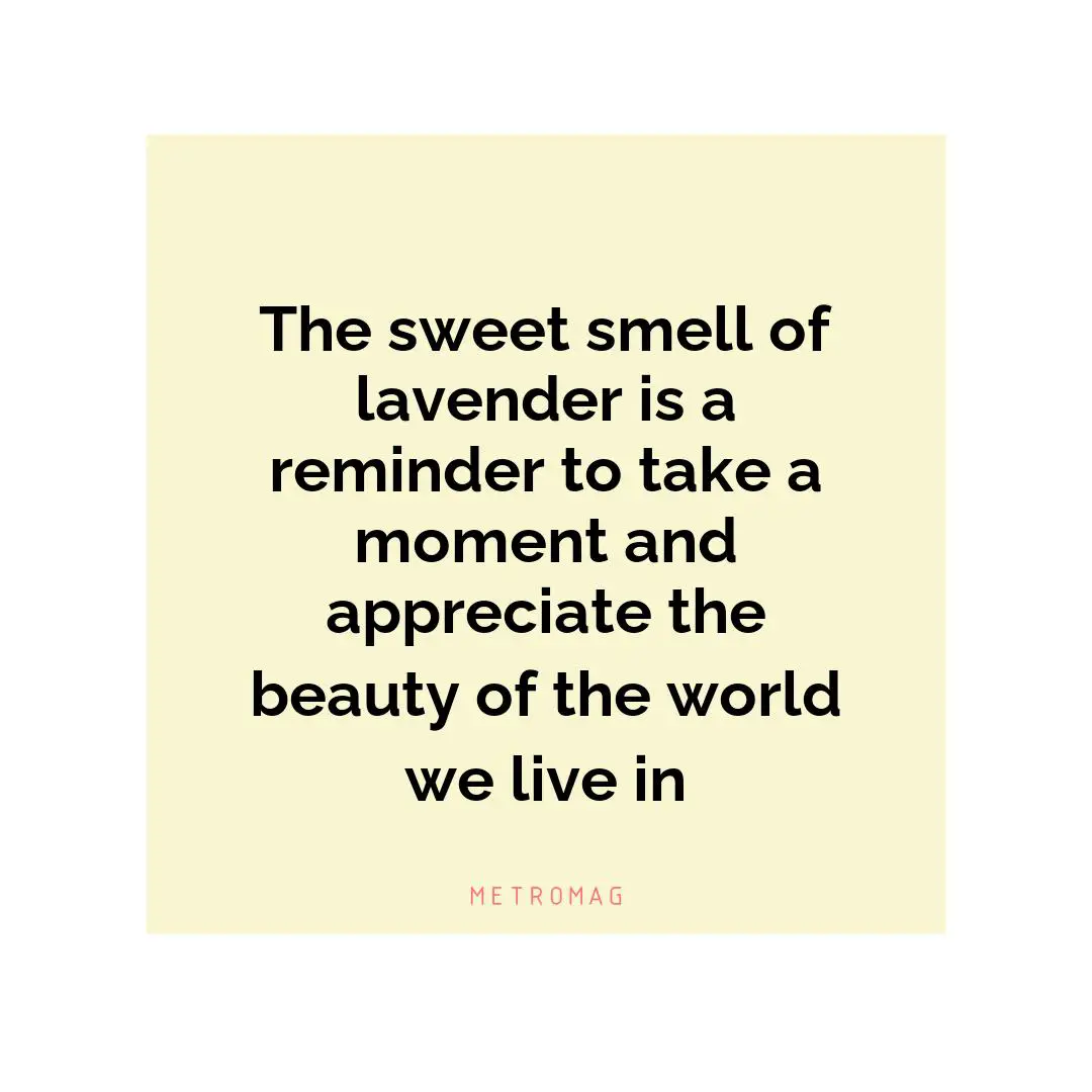 The sweet smell of lavender is a reminder to take a moment and appreciate the beauty of the world we live in