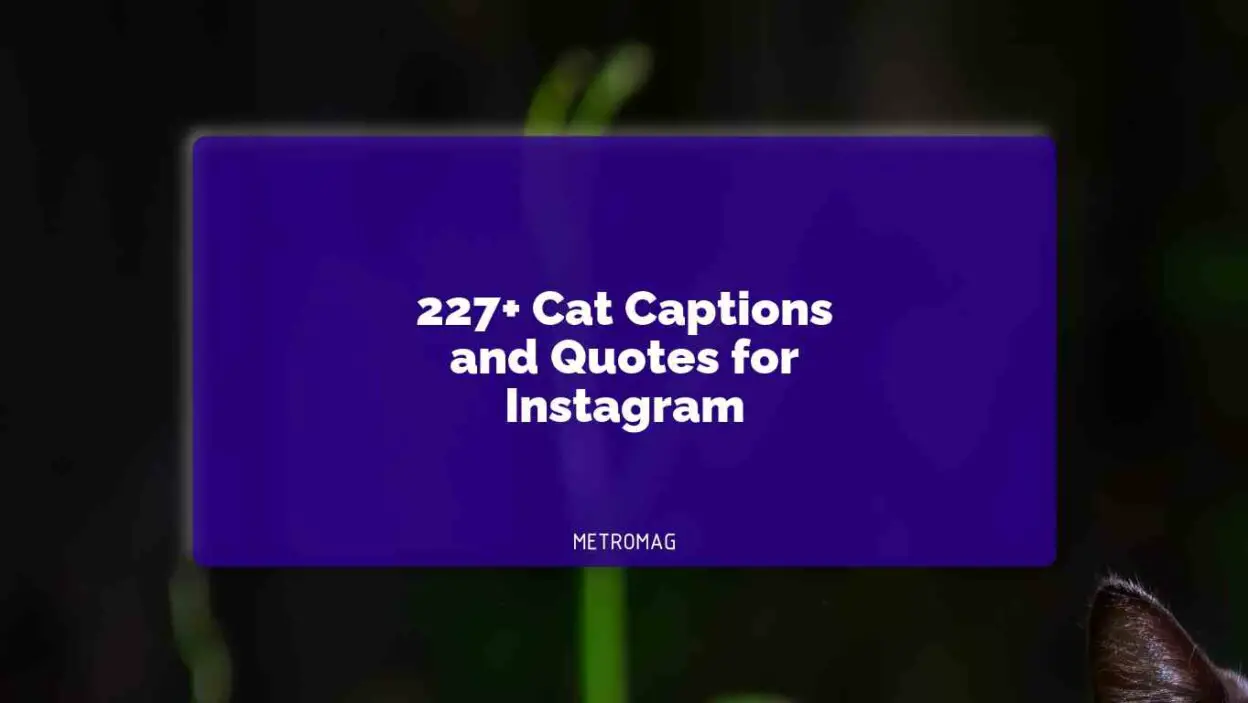 227+ Cat Captions and Quotes for Instagram