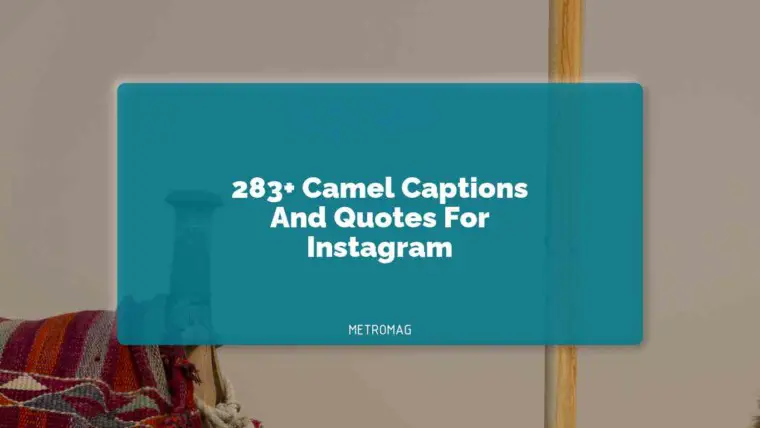283+ Camel Captions And Quotes For Instagram