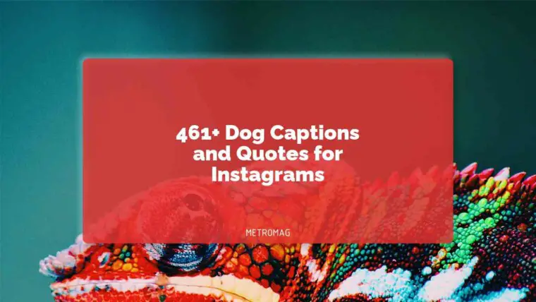 461+ Dog Captions and Quotes for Instagrams