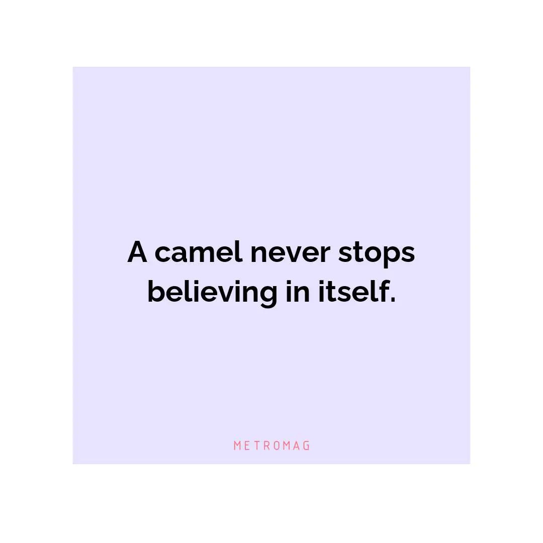 A camel never stops believing in itself.