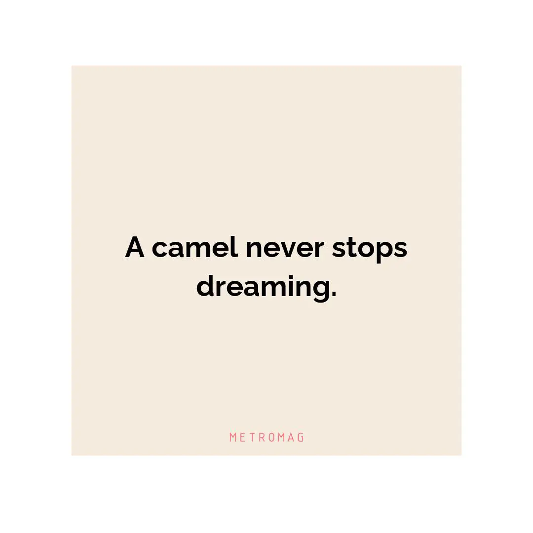 A camel never stops dreaming.