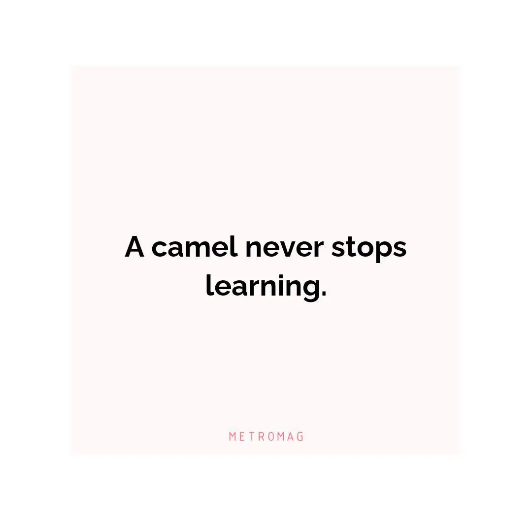 A camel never stops learning.