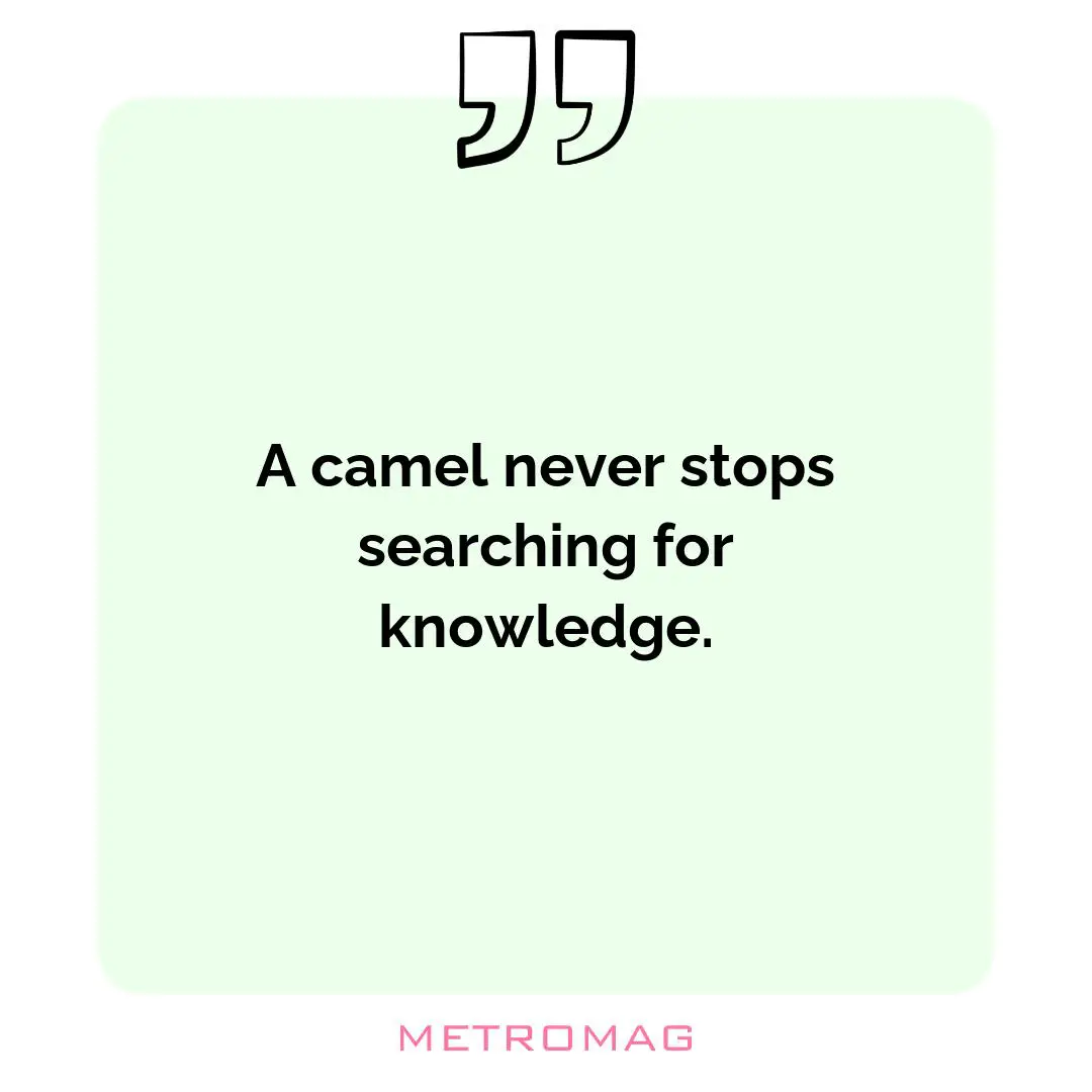 A camel never stops searching for knowledge.