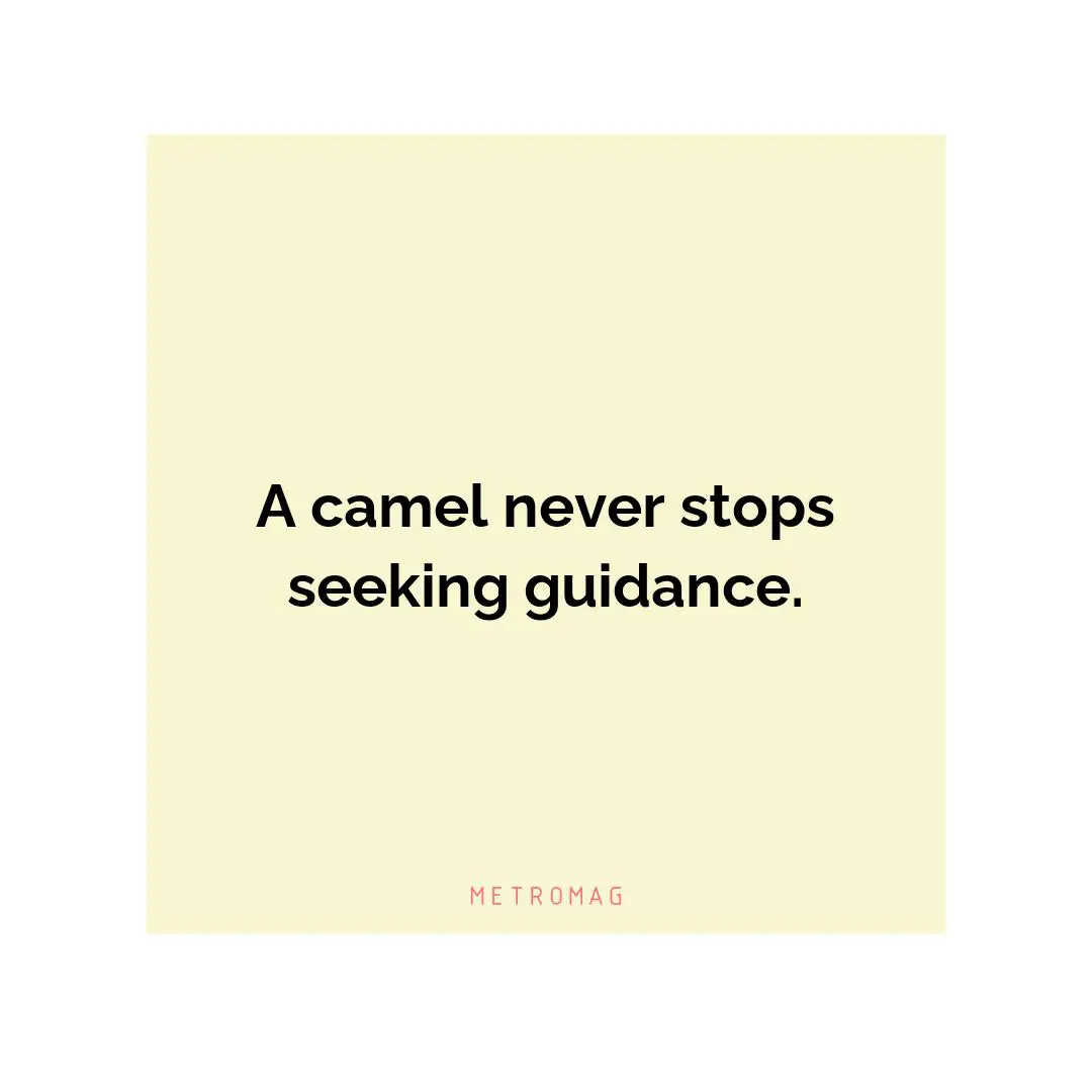 A camel never stops seeking guidance.