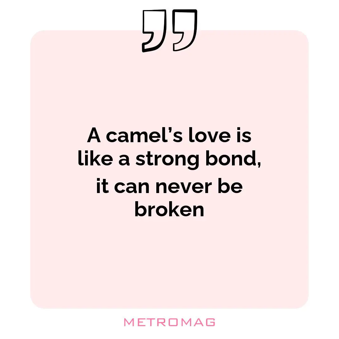 A camel’s love is like a strong bond, it can never be broken