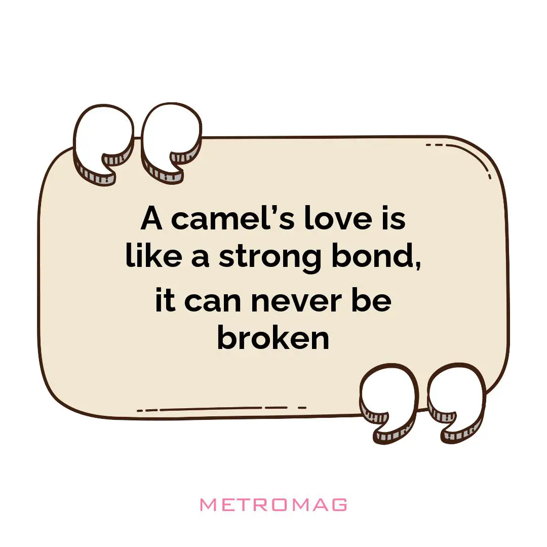 A camel’s love is like a strong bond, it can never be broken