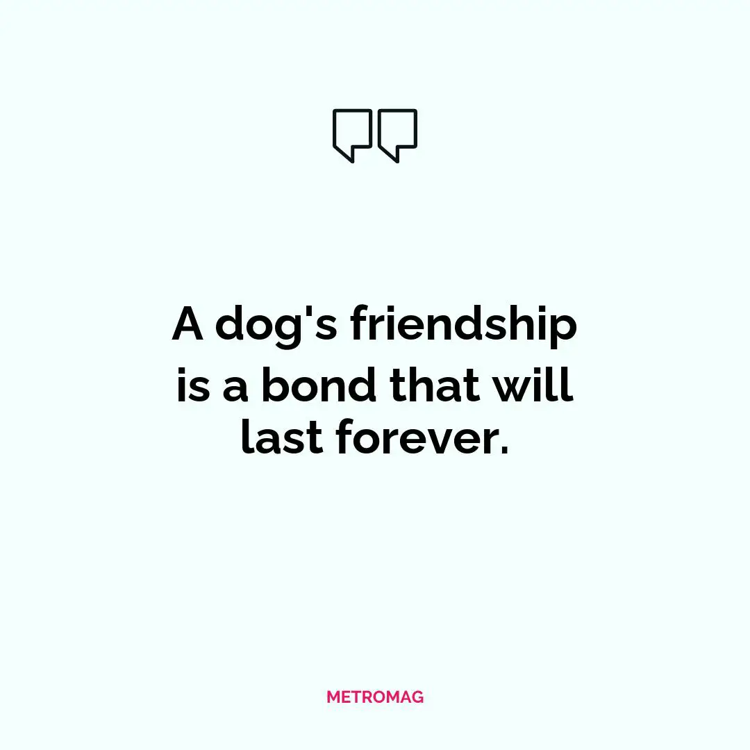 A dog's friendship is a bond that will last forever.