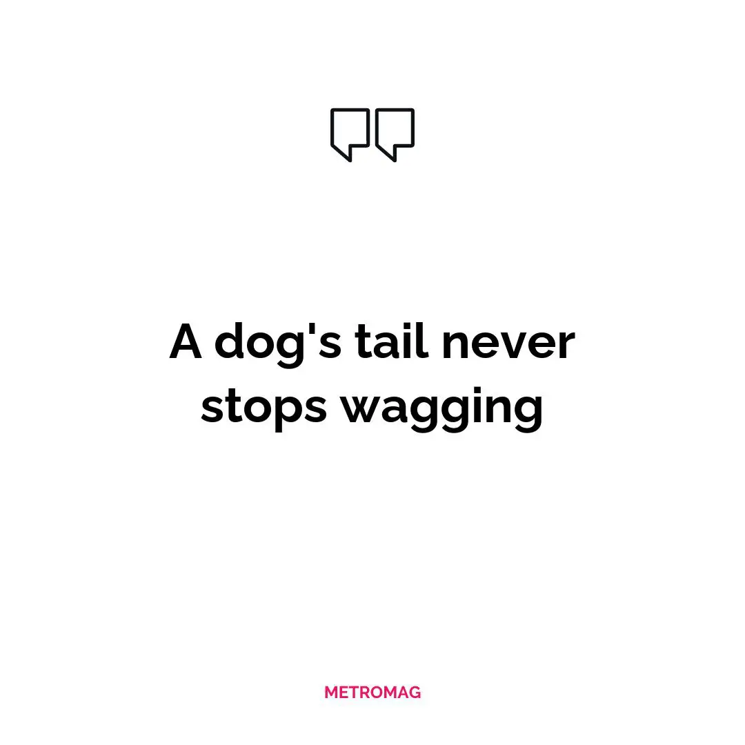 A dog's tail never stops wagging