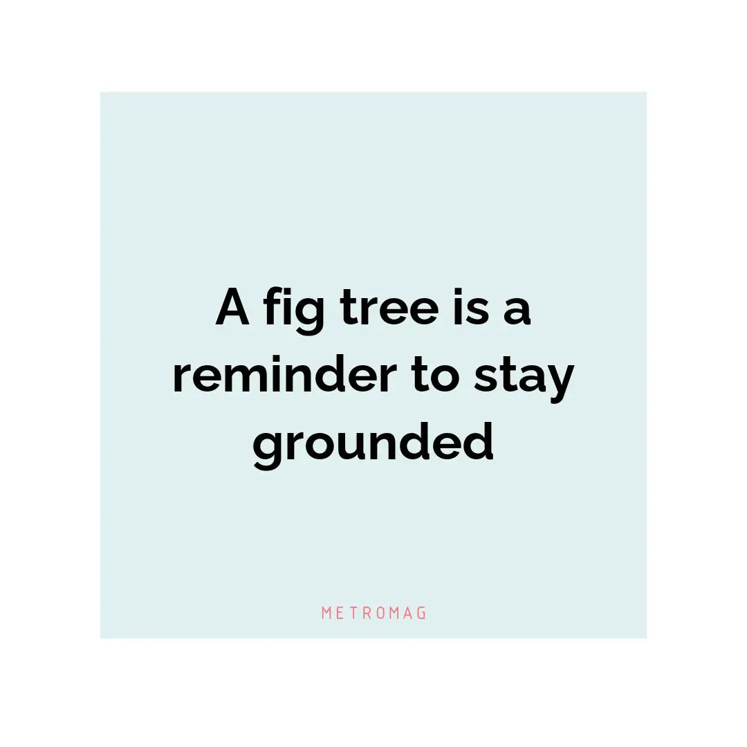 A fig tree is a reminder to stay grounded