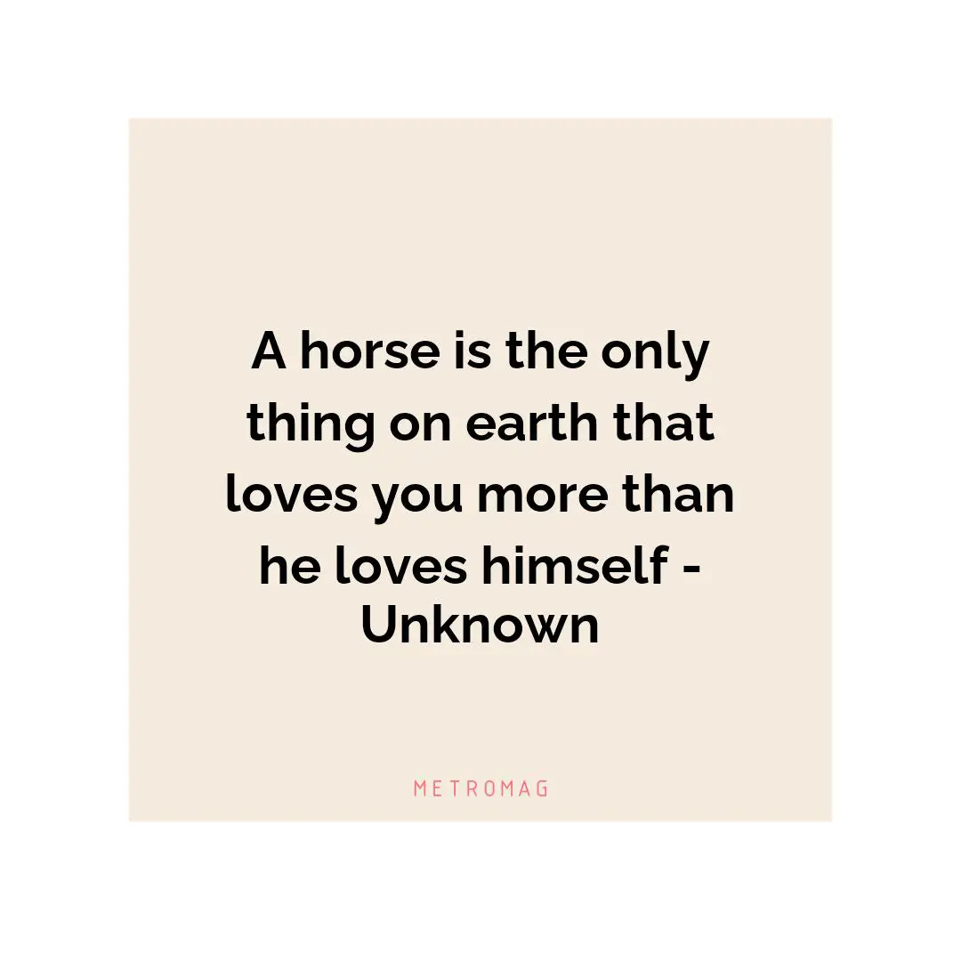 A horse is the only thing on earth that loves you more than he loves himself - Unknown