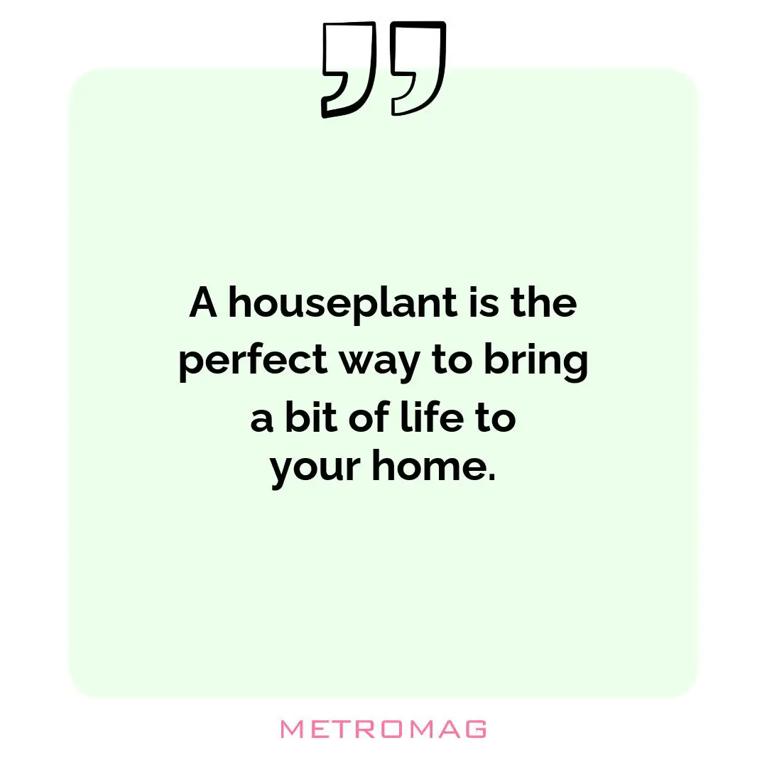 A houseplant is the perfect way to bring a bit of life to your home.