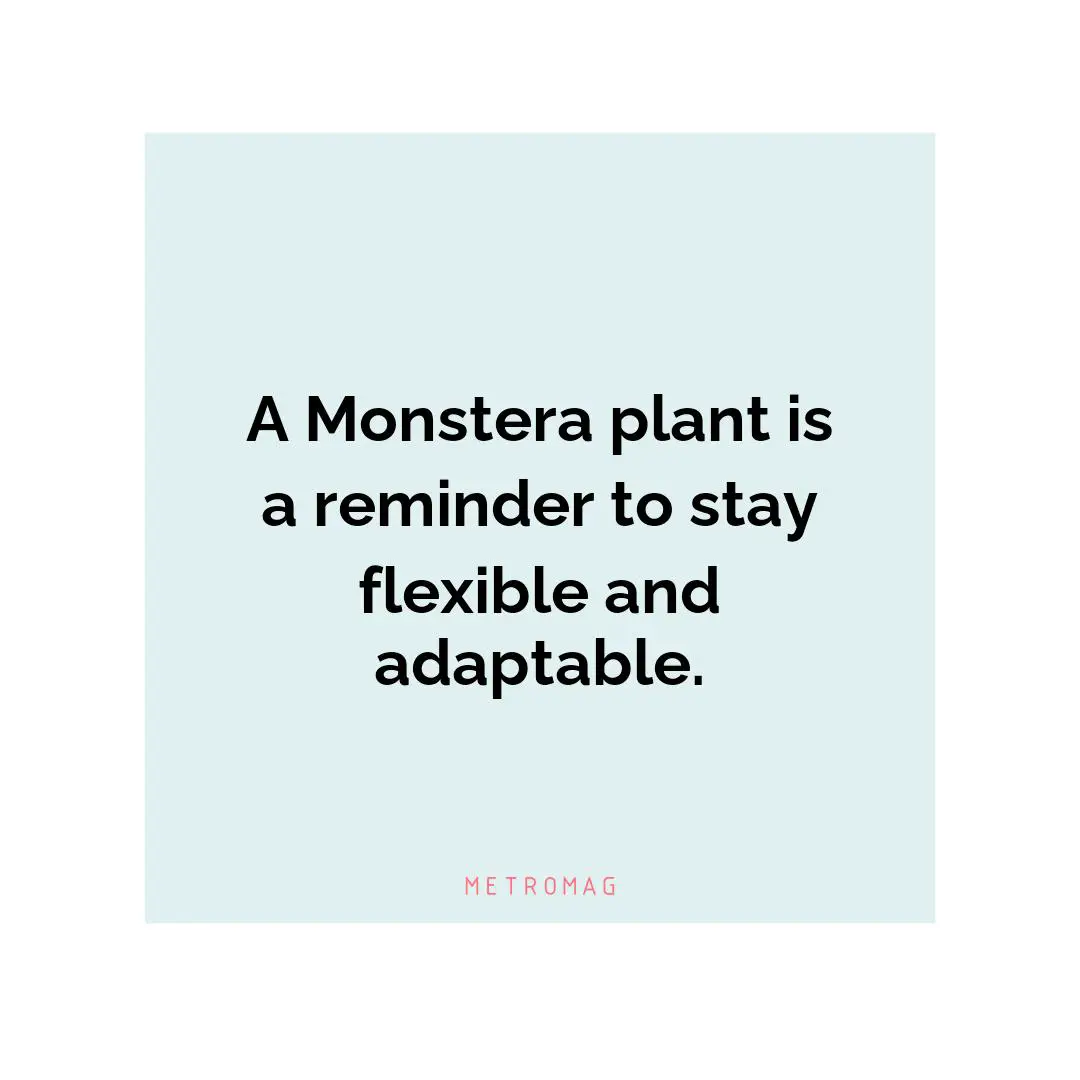 A Monstera plant is a reminder to stay flexible and adaptable.