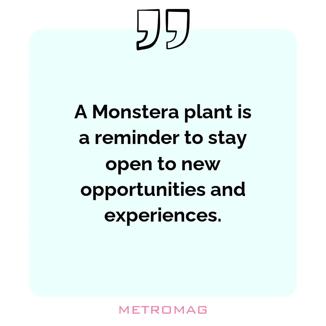 A Monstera plant is a reminder to stay open to new opportunities and experiences.