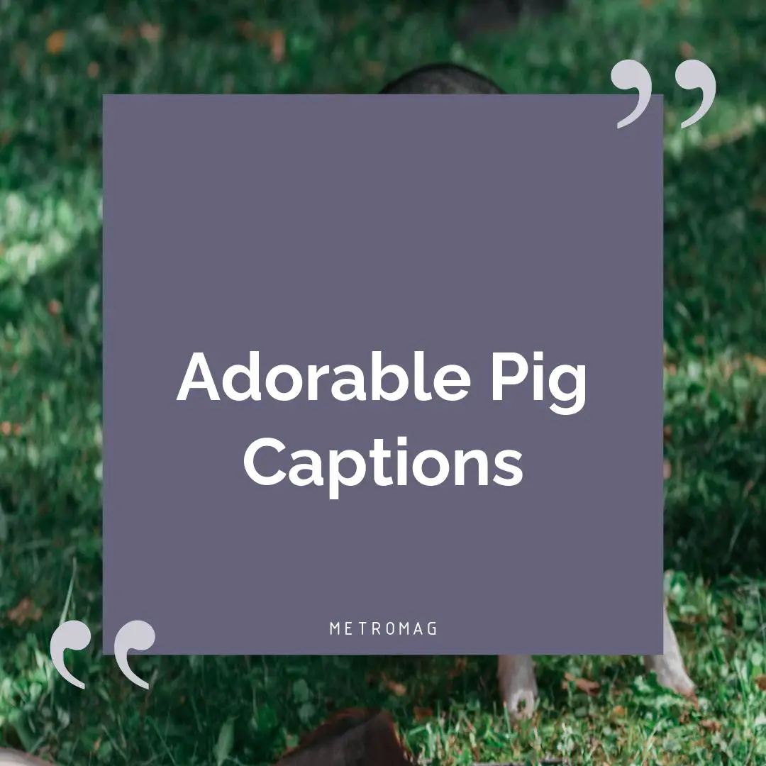 Adorable Pig Captions