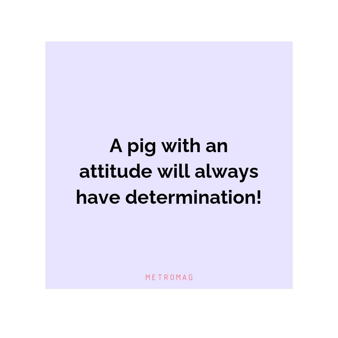 A pig with an attitude will always have determination!