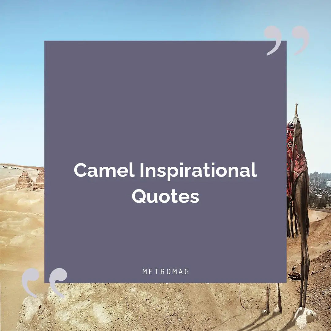 Camel Inspirational Quotes