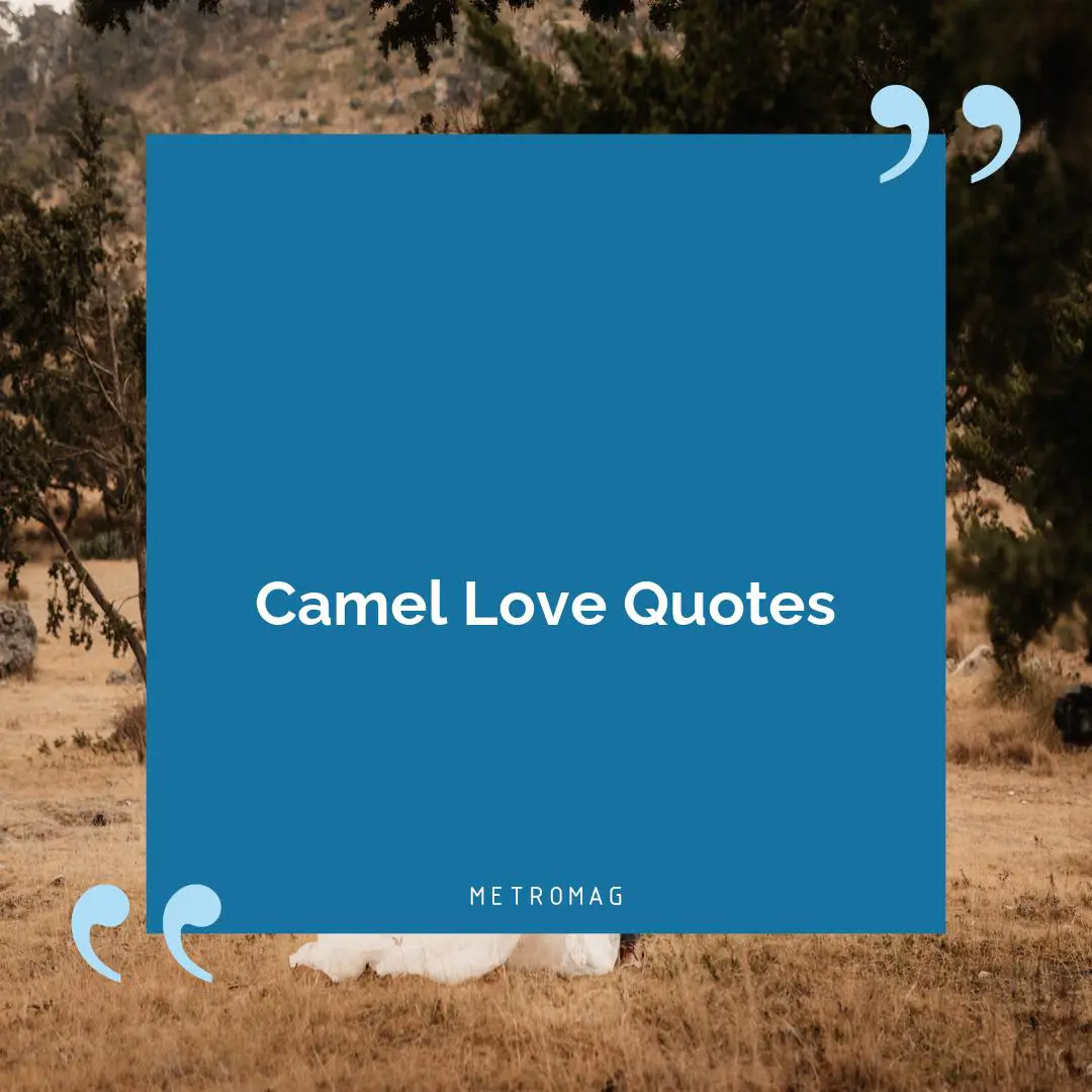 Camel Love Quotes