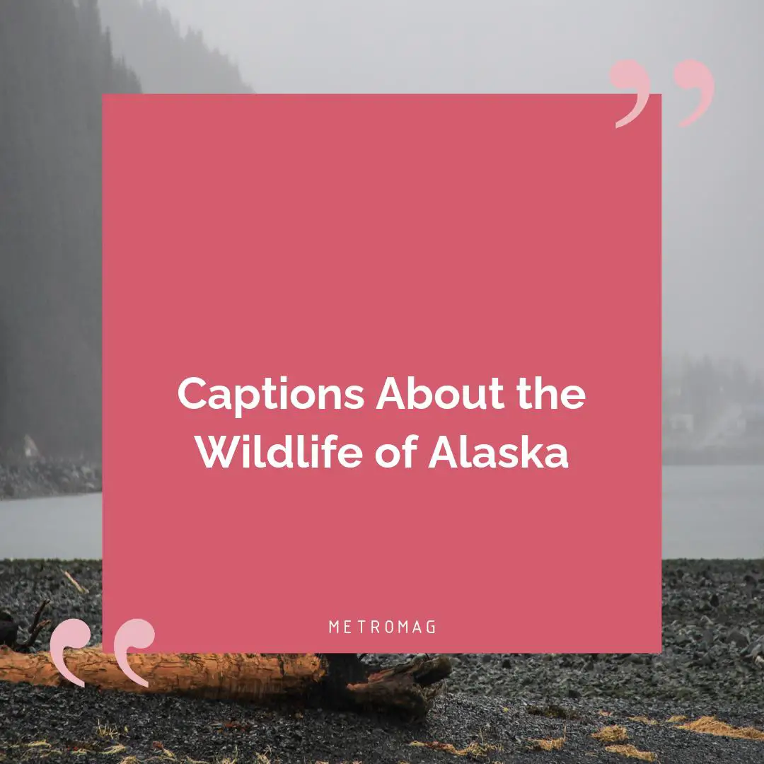 Captions About the Wildlife of Alaska