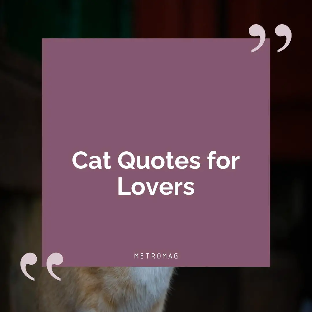 Cat Quotes for Lovers