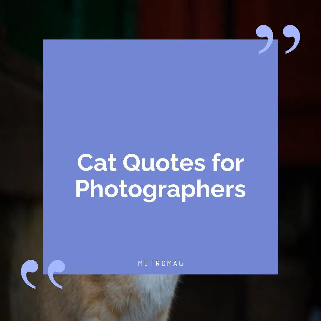 Cat Quotes for Photographers