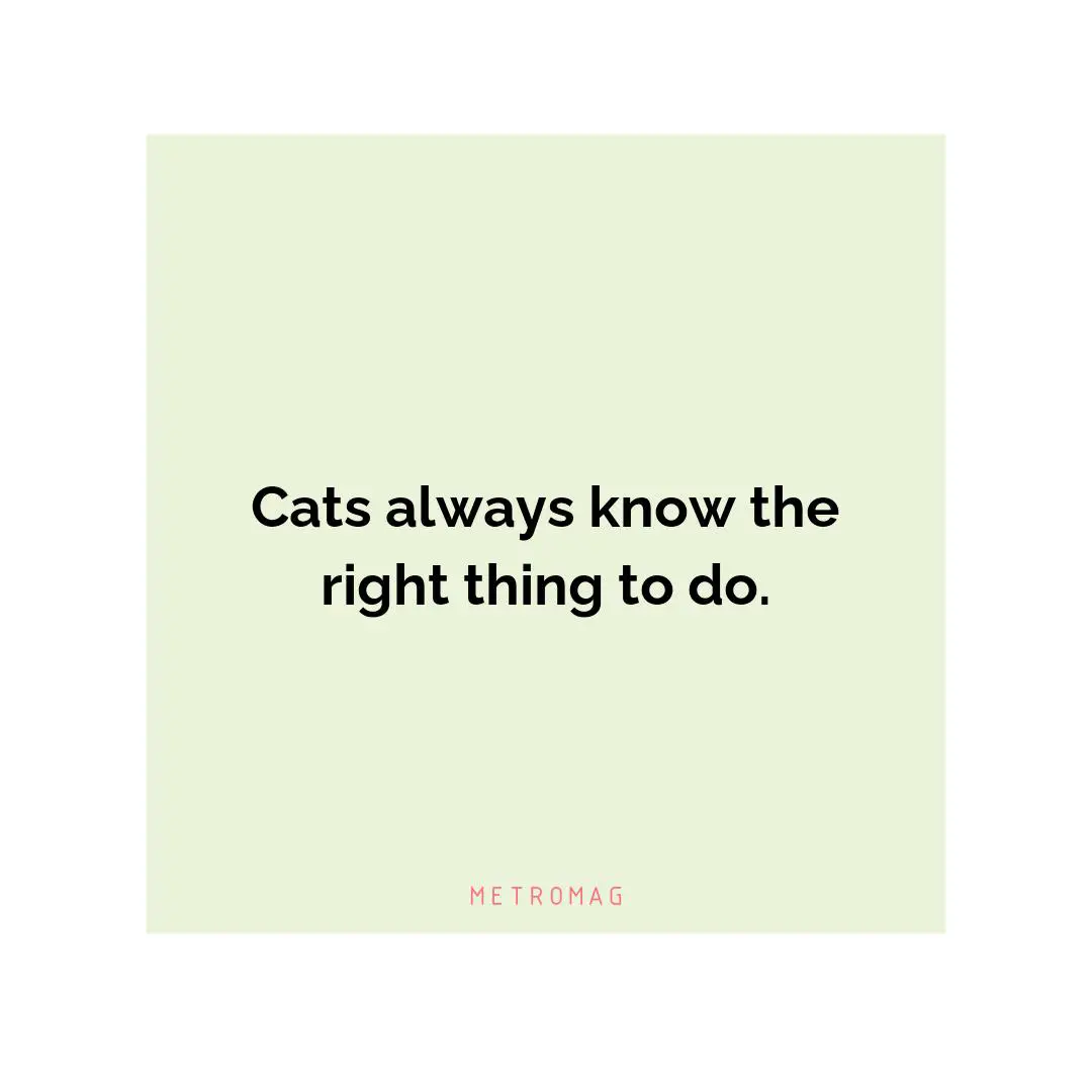 Cats always know the right thing to do.