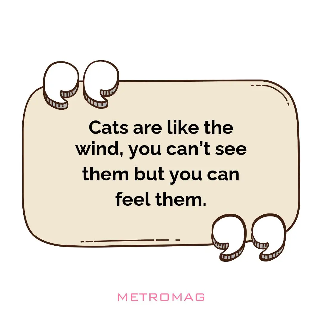 Cats are like the wind, you can’t see them but you can feel them.
