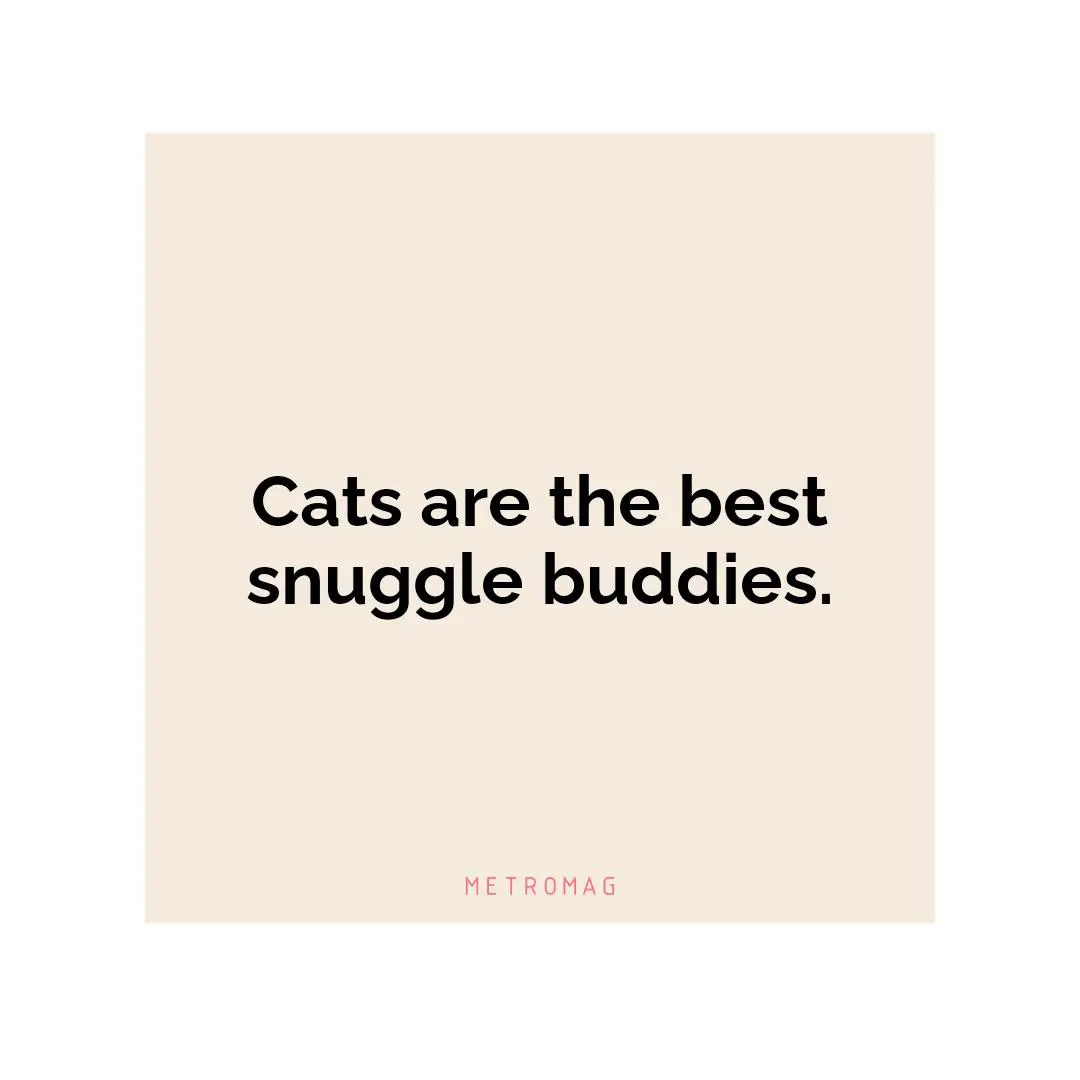 Cats are the best snuggle buddies.