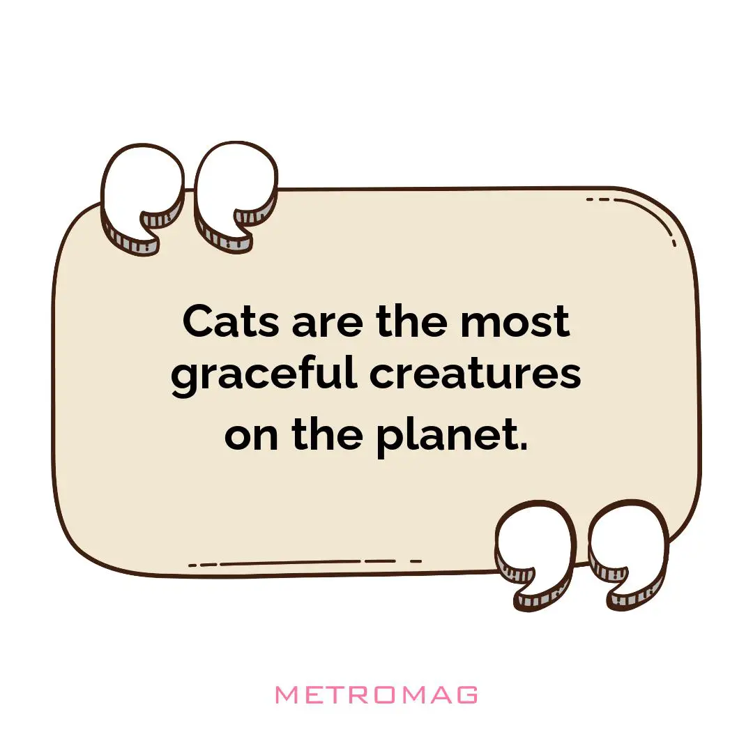 Cats are the most graceful creatures on the planet.