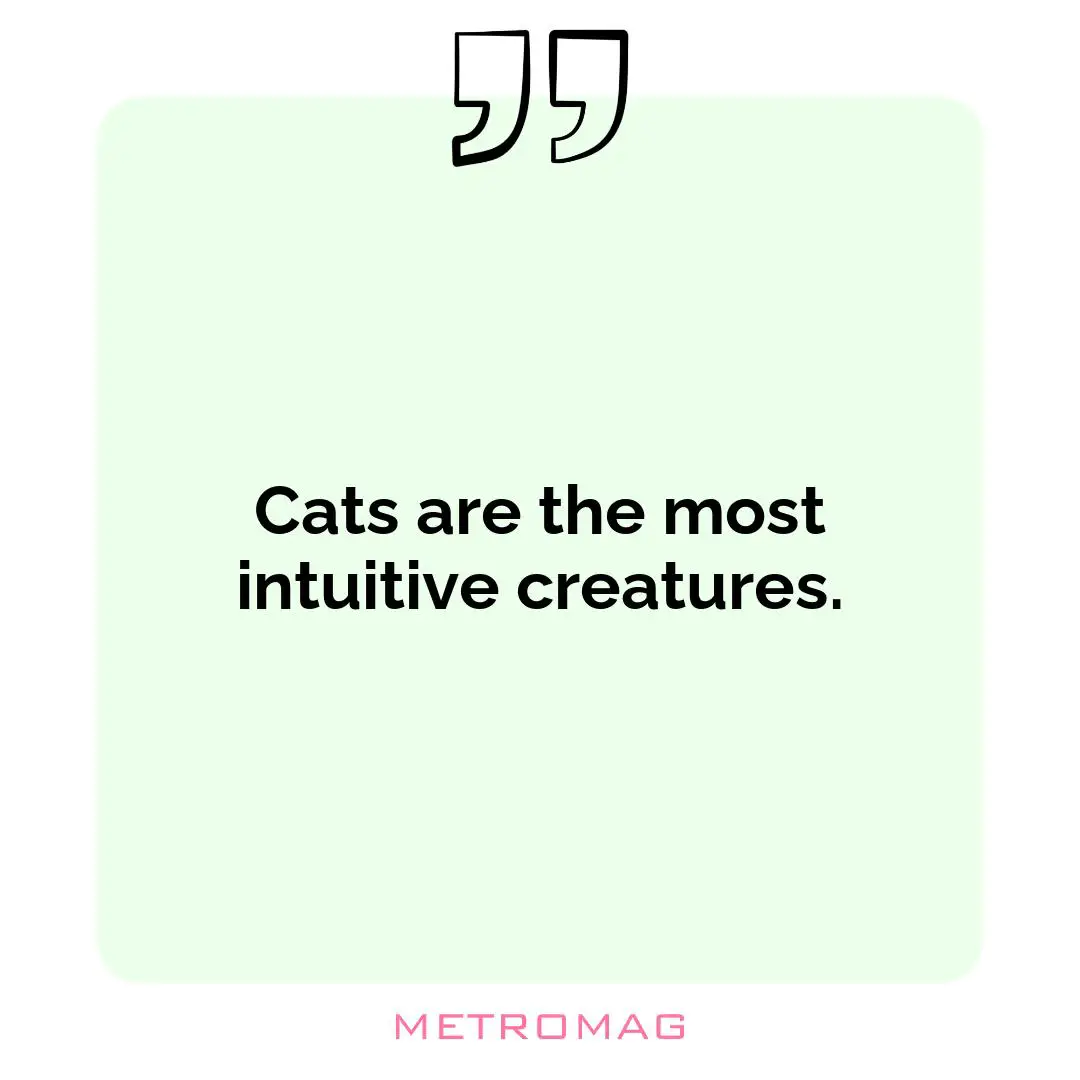 Cats are the most intuitive creatures.