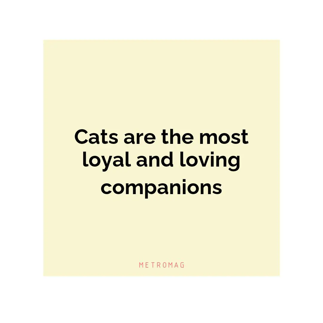Cats are the most loyal and loving companions