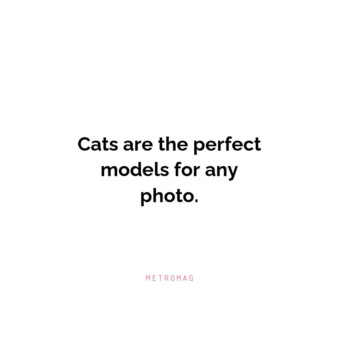 Cats are the perfect models for any photo.