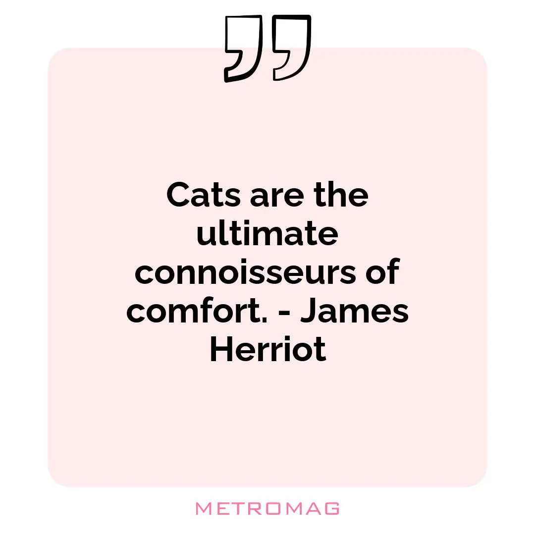 Cats are the ultimate connoisseurs of comfort. - James Herriot
