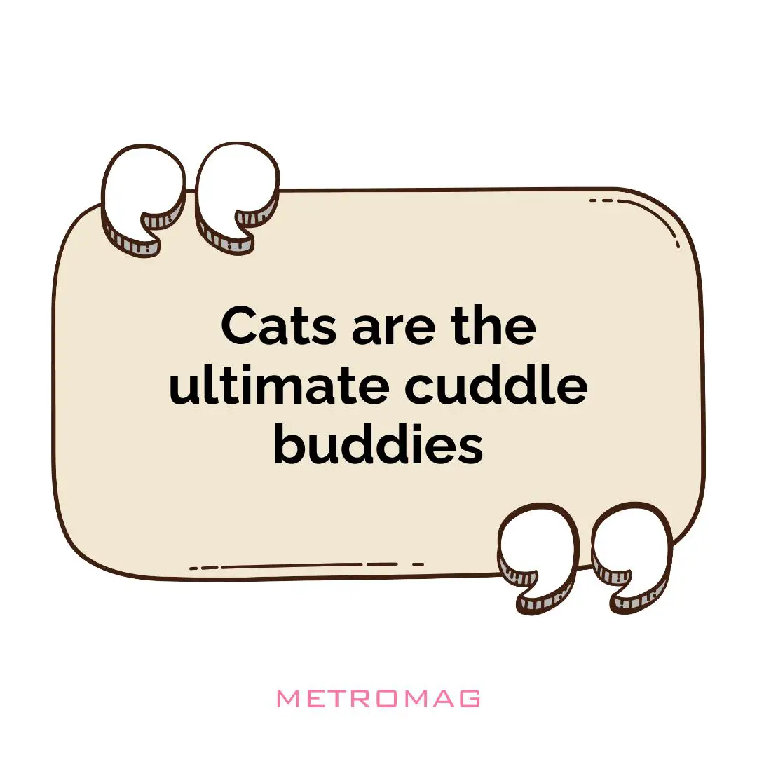 Cats are the ultimate cuddle buddies