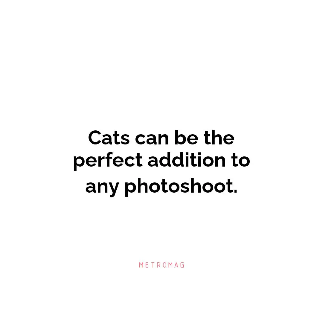 Cats can be the perfect addition to any photoshoot.