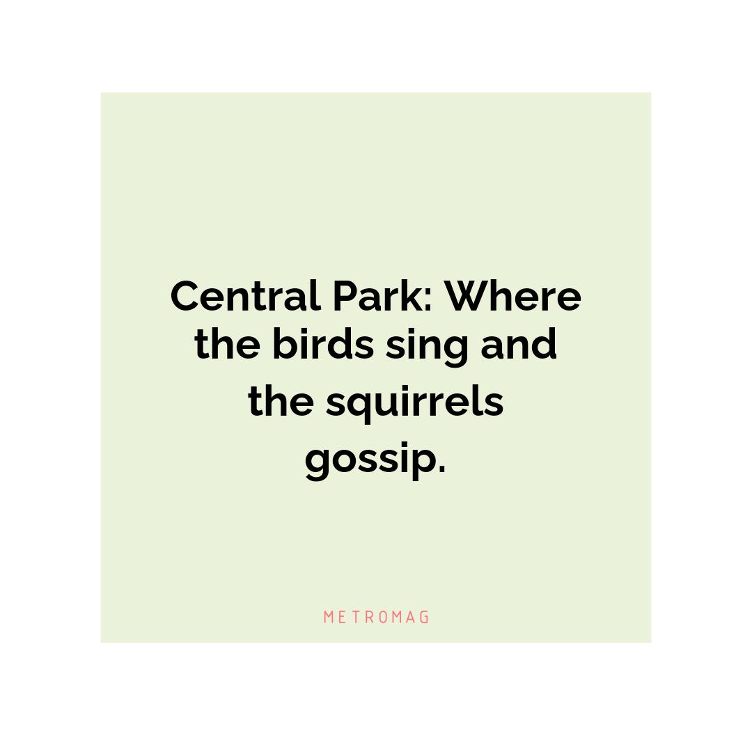 Central Park: Where the birds sing and the squirrels gossip.