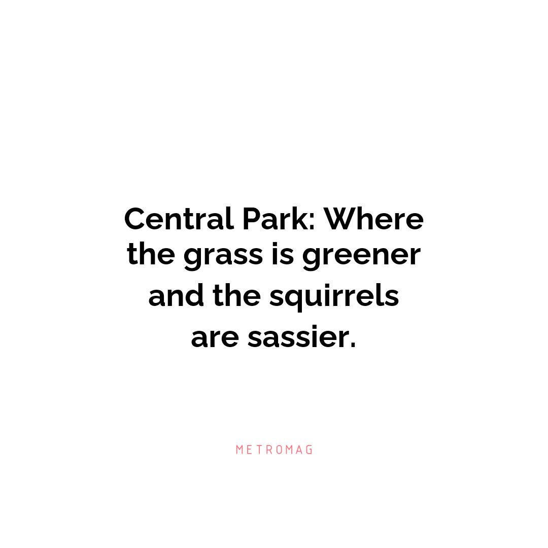 Central Park: Where the grass is greener and the squirrels are sassier.