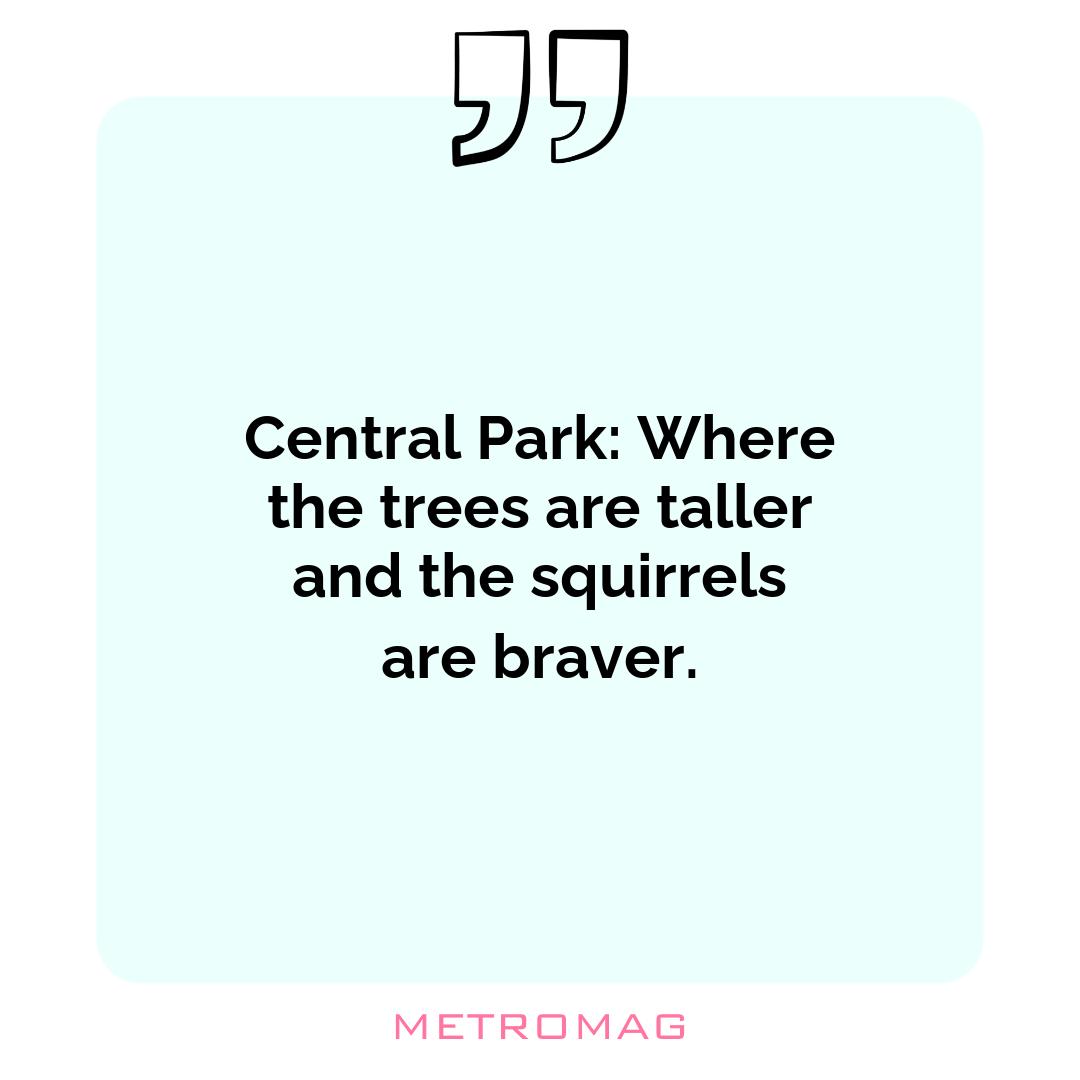 Central Park: Where the trees are taller and the squirrels are braver.