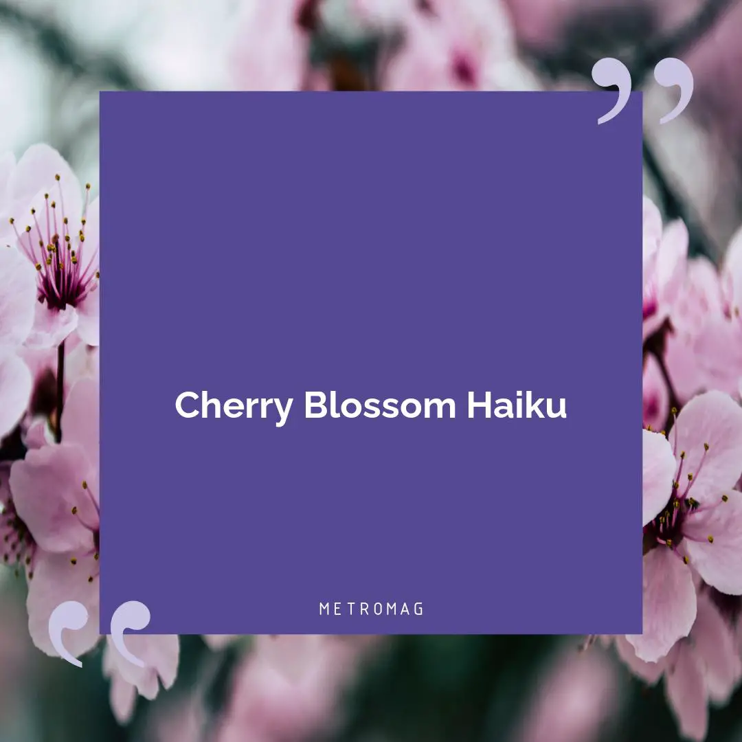 Cherry Blossom Haiku