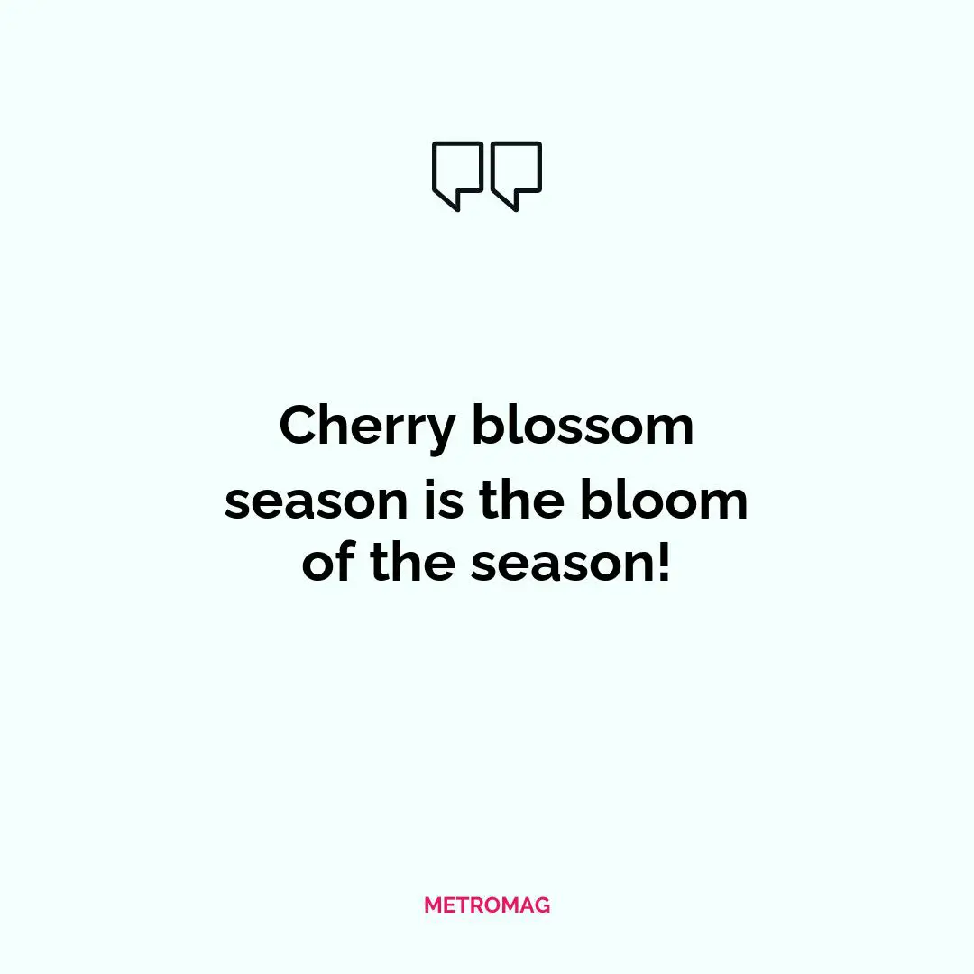 Cherry blossom season is the bloom of the season!